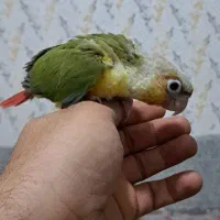 جوجه گیرینچیک سرلاکی