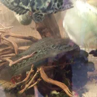 ماهی چانا|ماهی|شاهینشهر, خبرنگار|دیوار