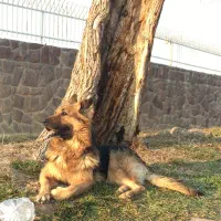 مژدگانی ۲۰ میلیونی|سگ|احمدآبادمستوفی, |دیوار