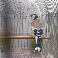 فروش سهره|پرنده|شیراز, بازار|دیوار