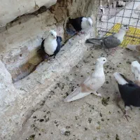 کربلایی کلاغ کاکل|پرنده|نیشابور, فردوسی جنوبی|دیوار