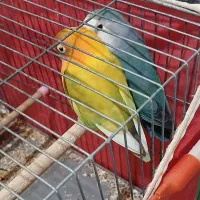 طوطی برزیلی