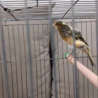 قناری ماده ابلق|پرنده|قزوین, |دیوار