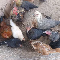 تعدادی مرغ وخروس محلی گلین ولاری