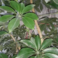 گل شفلرا (اربوریکولا)