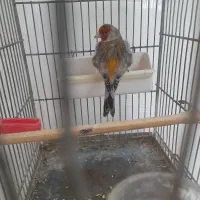 سهره قناری|پرنده|تهران, اتابک|دیوار