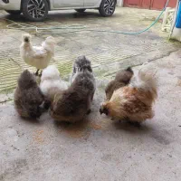 مرغ و خروس ابریشمی