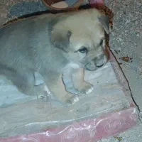 سگ سرابی|سگ|صباشهر, |دیوار