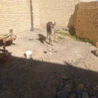 الاغ ماده گله ای بسیار ارام خوش خوراک