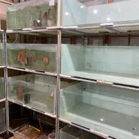 پایه و آکواریوم سالن ماهی زینتی