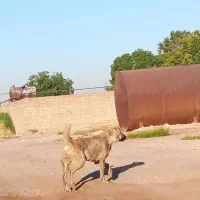 وگذاری سگ