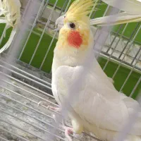 جفت عروس هلندی فوق مولد به شرط با ضمانت ۴تا جوجه|پرنده|شیراز, شهرک صدا و سیما|دیوار