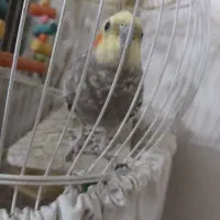 عروس هلندی نر|پرنده|ملایر, |دیوار