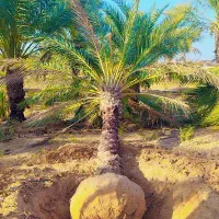 نخل تنه دار با ریشه