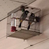 سهره خرمای قفسی|پرنده|اصفهان, بوستان ناژوان|دیوار