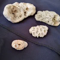 فسیل هم با هم سنگ قیمتی|کلکسیون اشیاء عتیقه|شیراز, تاچارا|دیوار