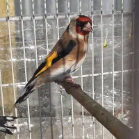 سهره معاوضه با قناری|پرنده|قوچان, |دیوار