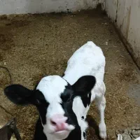 گوساله شیری ماده  هلشتاین اصل|حیوانات مزرعه|بروجرد, |دیوار
