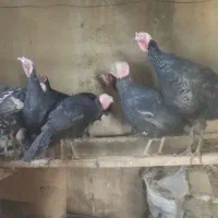 بوقلمون محلی صددر صد ارگانیک|حیوانات مزرعه|مهاباد (آذربایجان غربی), |دیوار