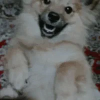 سگ پامر اشپیتز