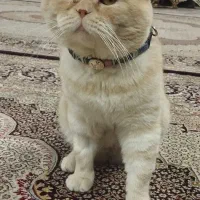 گربه اسکاتیش گلد|گربه|مشهد, حسین‌آباد|دیوار