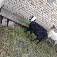 بره نر سیاه ...