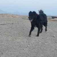 سگ گله|سگ|مبارکه, |دیوار