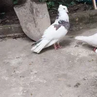 کبوترکفترطوقی۳عدد|پرنده|تالش, هشتپر|دیوار