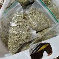 آویشن|عمده‌فروشی|کامیاران, |دیوار