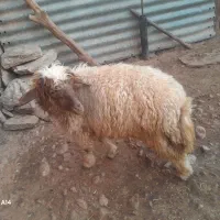 بره و بزغاله کشتاری|حیوانات مزرعه|خرم‌آباد, |دیوار