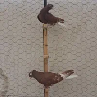 یک جفت  دمسفید جوانه پر خال سیاه