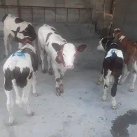 تهیه و فروش دام پرواری و داشتی