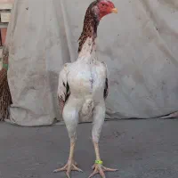 مرغ لاری اوشامو جوان  نسل ونژاد معتبر دم تخم