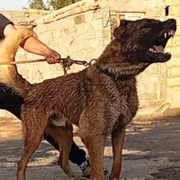 سگ سرابی پژدر سراب عراقی نگهبان|سگ|رباطکریم, نصیرشهر|دیوار