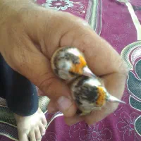 فروش سهره باقناری