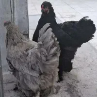 مرغ و خروس و جوجه برهما امپراطور اصل