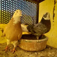 کبوتر|پرنده|محمدشهر, محمدشهر|دیوار