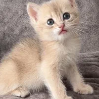 بریتیش بلو وایت