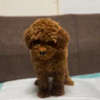 توی پودل و تاینی پودل در همه رنگ ها