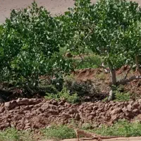باغ پسته ۱۲۰هکتاری چاه دربست استان قم|فروش دفتر صنعتی، کشاورزی، تجاری|قم, کوه سفید|دیوار
