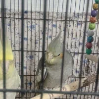 عروس هلندی|پرنده|مشهد, نیزه|دیوار