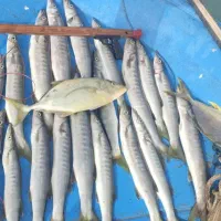 نیزه شارکی ، شیاری و پرک نیزه