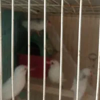 فنچ نرگسی|پرنده|مشهد, زمانه|دیوار