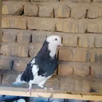 کفتر|پرنده|قم, قلعه کامکار|دیوار