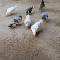 کبوتر ناشی|پرنده|شیروان (خراسان), |دیوار