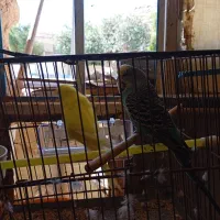 مرغ عشق نروماده سالم آماده‌ی تخم گذاری