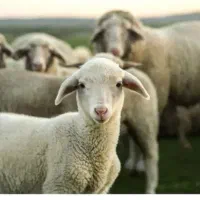 تکی فروشی به قیمت عمده گوسفندخرید اینترنتی وحضوری