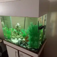 آکواریوم شیشه خم کمد دار|ماهی|قزوین, |دیوار