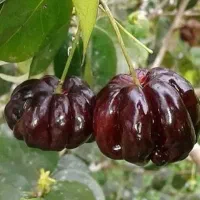 انواع ارقام بادام گردو ،میوه،انگور،بادام