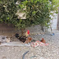 خروس دو رگه